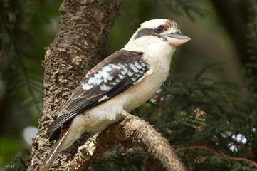 Laughing Kookaburra (Dacelo novaeguineae or Dacelo gigas), Sydney, New South Wales, Australia