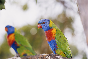 Australia, East Coast, Rainbow lorikeets