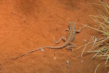 Australia, Alice Springs. Military Dragon.