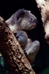 Australia, Close-Up of Koala (Phascolarctos cinereus adustus)