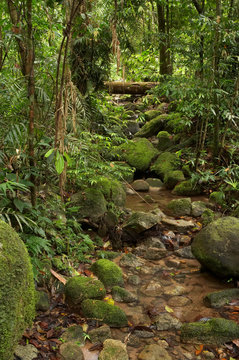 Stream, Wooroonooran National Park, Bartle Frere, North Queensland, Australia