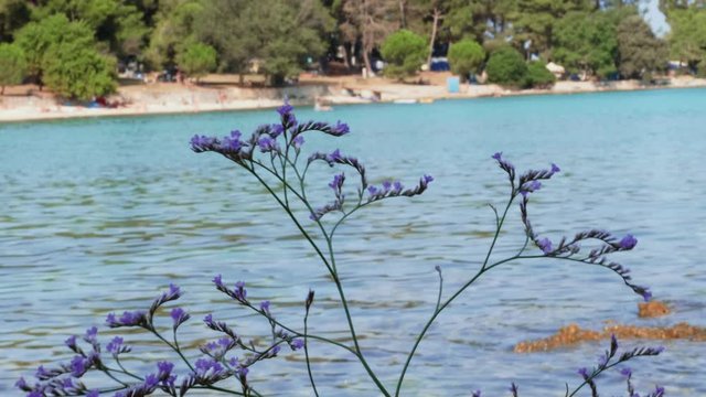 Blooming violet limonium flowers on wind against tropical sea resort beach with unrecognizable people, handheld shot. Purple sea-lavender plant on rocky Adriatic coast. Closeup of lilac sea lavender