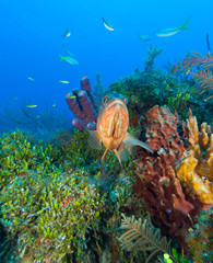 Black Grouper, Northern Bahamas, Caribbean
