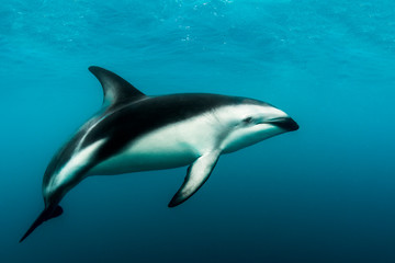 Naklejka premium A Dusky Dolphin (Lagenorhynchus obscurus)swimming off the Kaikoura Peninsula, South Island, New Zealand