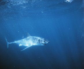 Fototapeta premium South Australia, Great White Shark (Carcharodon carcharias)