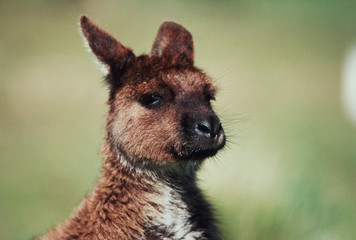 South Australia, Kangaroo Island, Kangaroo