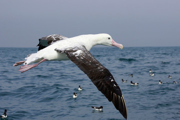 New Zealand, South Island, Marlborough, Kaikoura, Gibson's Albatross (Wandering Albatross) - Diomedea gibsoni