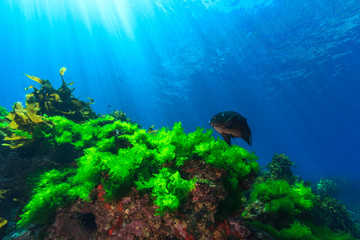 Sunrays shine on kelp and a damselfish through clear water near Poor Knights Islands, North Island, New Zealand.