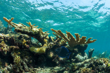 Fototapeta na wymiar Staghorn coral in clear blue water near Staniel Cay, Exuma, Bahamas