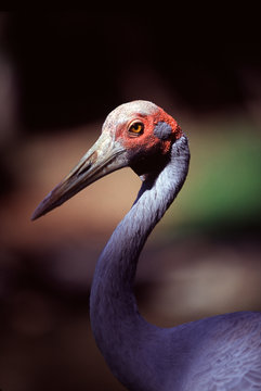 The brolga (Grus rubicunda) is one of Australia's species of crane. Port Douglas, Queensland, Australia