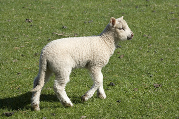 Naklejka na ściany i meble Spring lamb, Dunedin, Otago, South Island, New Zealand