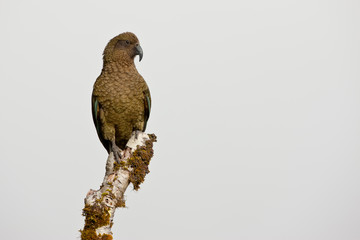 South Pacific, New Zealand, South Island, Fiordland National Park. Close-up of Kea parrot on tree stump. 
