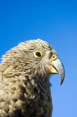 New Zealand, South Island, Arthurs Pass National Park. Kea (Nestor notabilis) the worlds only alpine parrot and endemic to New Zealand, in its native habitat.