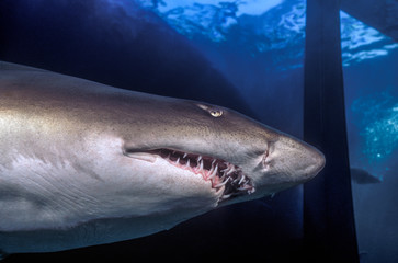 Naklejka premium Sand Tiger Shark (Carcharias taurus) Australia, Manly Aquarium