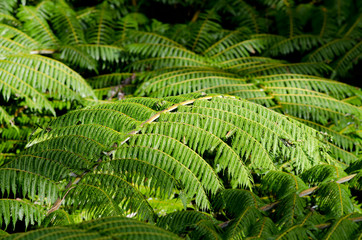 New Zealand, North Island, Wellington. Otari-Wilton's Bush, native botanic garden and forest reserve solely dedicated to native plants. Native fern detail.