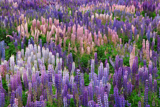 South Pacific, New Zealand, South Island. Blooming Lupine Flowers In Fiordland National Park. 