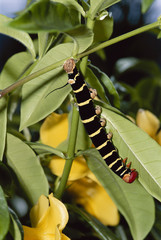 Grenada, Caribbean, Caterpillar
