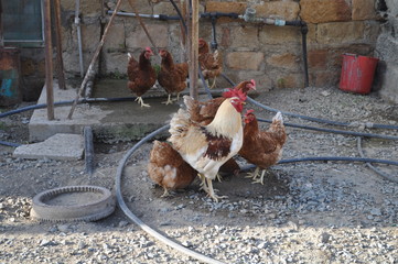 The beautiful Animal Chicken in the natural environment (farm)