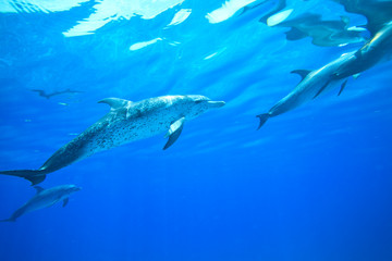 Fototapeta premium Atlantic Spotted Dolphins (Stenella frontalis), White Sand Ridge, Bahamas Bank, Bahamas, Caribbean