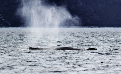 Fototapeta premium Humpback whale, Megaptera novaeangliae, in beautiful Nuuk fjord, Greenland
