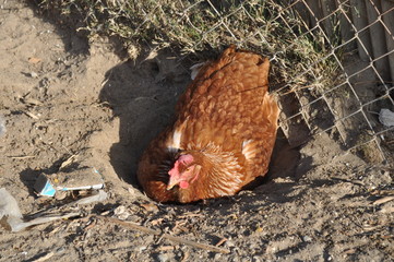 The beautiful Animal Chicken in the natural environment (farm)