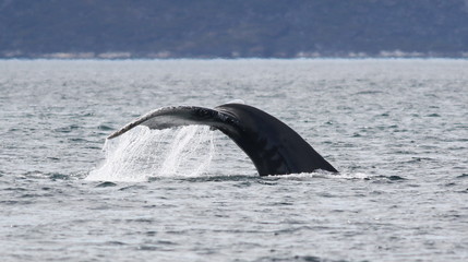 Humpback whale, Megaptera novaeangliae, in beautiful Nuuk fjord, Greenland