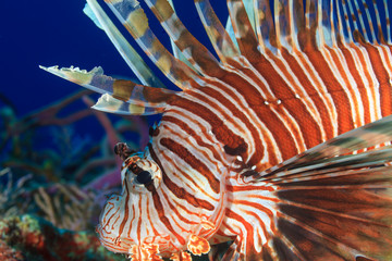Fototapeta na wymiar Northern Bahamas, Caribbean. Lionfish.