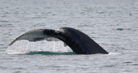 Humpback whale, Megaptera novaeangliae, in beautiful Nuuk fjord, Greenland