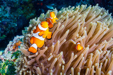 Plakat A family of cute Clownfish on a tropical coral reef in the Philippines