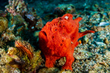 Brightly Colored Painted Frogfish (antennarius pictus) on a Tropical Coral Reef (Gato Island)