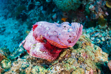 Scorpionfish on a coral reef in the Philippines