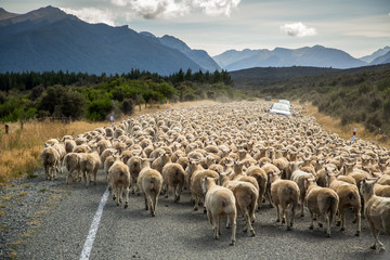 A herd of sheep block the road near Milford Sound, South Island, New Zealand.