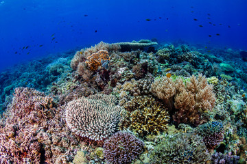 A thriving, healthy tropical coral reef system in the Philippines