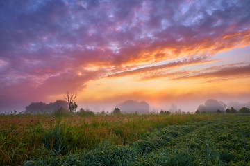 Plakat Picturesque fairy sunrise over a misty meadow in summer morning
