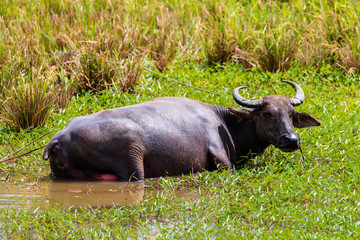 Water Buffalo in a wet rice paddy in rural Bohol in the Philippines