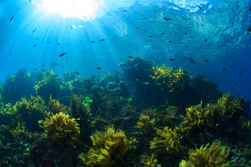 Sunrays shine on fish and kelp through clear water near Poor Knights Islands, North Island, New Zealand.