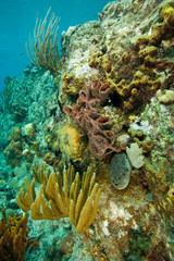coral reef with sponges, whip corals and sponges, Tortola, British Virgin Islands, Caribbean