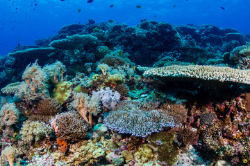 Fototapeta na wymiar A beautiful, healthy shallow water tropical coral reef
