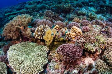 A beautiful, healthy shallow water tropical coral reef
