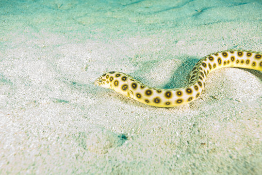 Tiger Snake Eel, Tortola, British Virgin Islands, Caribbean