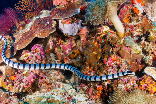 A banded Sea Snake (Krait) on a tropical coral reef in the Philippines