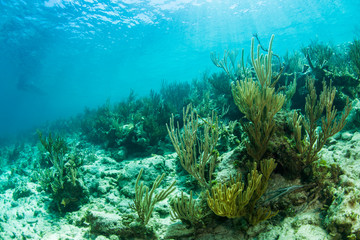 Fototapeta na wymiar Row of soft coral in clear blue water near Staniel Cay, Exuma, Bahamas