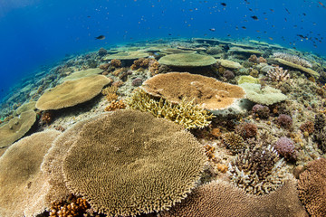 Huge table corals (Acropora) and other hard corals on a shallow water coral reef in Asia