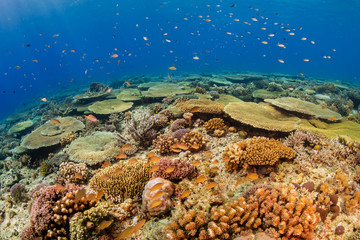 Huge table corals (Acropora) and other hard corals on a shallow water coral reef in Asia