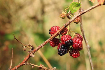 Brombeeren am Strauch