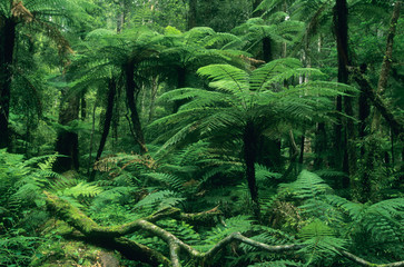 New Zealand, North Island, Whirinaki Forest Park, native forest, tree ferns and forest interior.