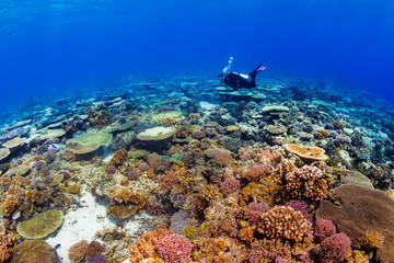 Naklejka na ściany i meble SCUBA divers on a colorful, healthy tropical coral reef system in the Philippines