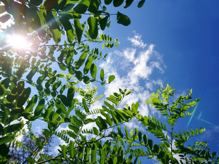 Obraz na płótnie Canvas Green leaves and sunny blue sky with clouds view through trees nice background