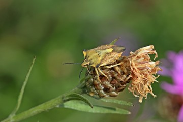 Nördliche Fruchtwanze (Carpocoris fuscispinus) auf verblühter Wiesen-Flockenblume
