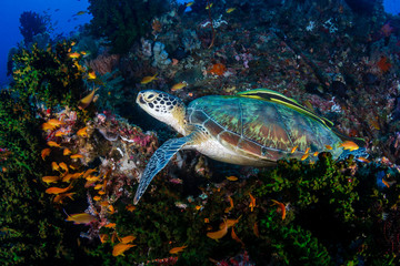 A large Green Sea Turtle (Chelonia Mydas) on a tropical coral reef in the Philippines